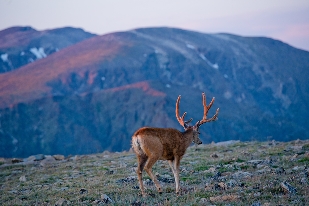 Mule deer in Rocky Mountain National Park
