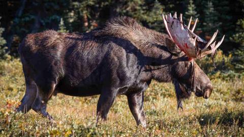 Moose Articles Colorado Encyclopedia