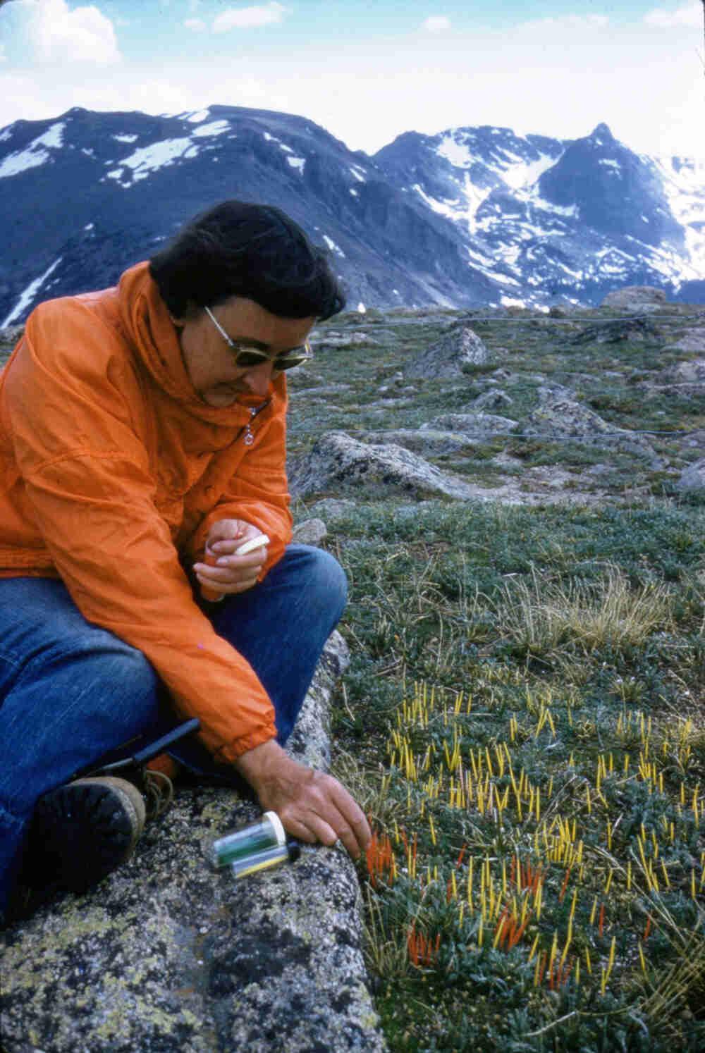 Beatrice Willard Alpine Tundra Research Plots Colorado Encyclopedia